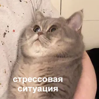 🙁 стрессовая ситуация kot, mem, rosyjski, stres, zwierzę, zwierzak telegram sticker