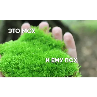 👍 ЭТО МОХ 
И ЕМУ ПОХ Moos, Natur, Pflanze, Witz, Grün telegram sticker