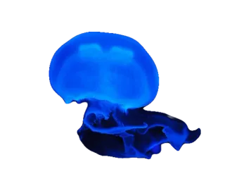 🐬 meduza, stworzenie morskie, niebieski, ocean, życie morskie telegram sticker