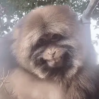😀 monkey whatsapp sticker