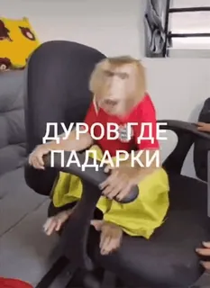 ❓ ДУРОВ ГДЕ ПАДАРКИ 猴子, 动物, 椅子 telegram sticker