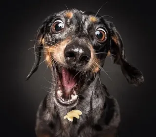 🍆 cão, dachshund, filhote, animal, fofo, engraçado, animal de estimação, retrato telegram sticker