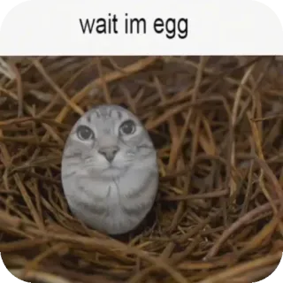 👍 wait im egg 猫, 鸡蛋, 搞笑, 动物, 表情包, 宠物 whatsapp sticker