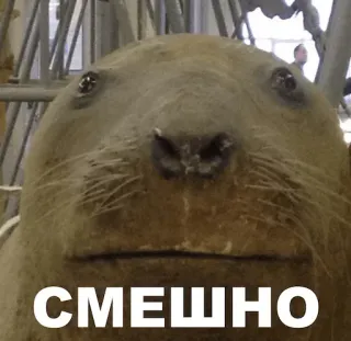 😕 Weddell seal СМЕШНО telegram sticker