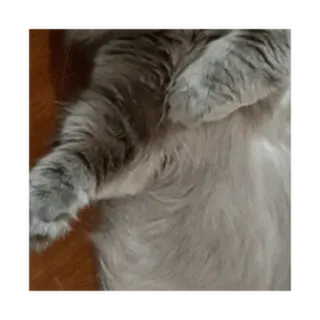 ⚪️ gato, mascota, animal, mamífero, gato doméstico, felino, peludo whatsapp sticker