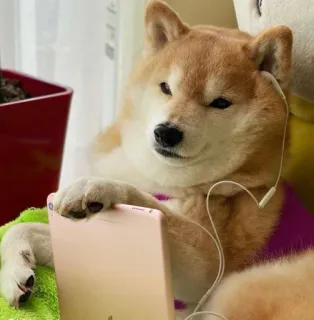 🐗 dog, shiba inu, pet, animal, ipad, technology, headphones, funny telegram sticker
