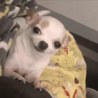 🐶 chien, chihuahua, animal de compagnie, animal, mignon, petit chien whatsapp sticker