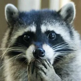 😱 mapache, lindo, animal, mamífero, fauna telegram sticker