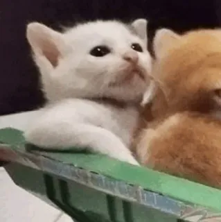 🍓 kitten, kat, huisdier, dier, schattig, witte kat, oranje kat telegram sticker