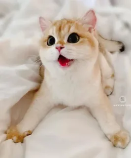 😍 kucing, imut, anak kucing, hewan peliharaan, hewan, kucing telegram sticker