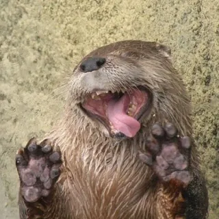 🦦 nutria, animal, mamífero, mono, gracioso, fauna telegram sticker