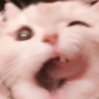 🐈 kot, zwierzę, zwierzak, koci, kociak, słodki, mruganie telegram sticker