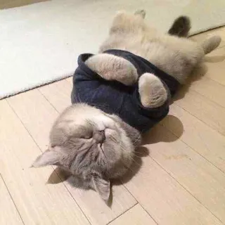 😴 gatto, dormire, maglione, animale domestico, animale, carino, rilassato whatsapp sticker