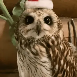 🦉 sowa, ptak, boże narodzenie, czapka Mikołaja, słodki, zwierzę telegram sticker
