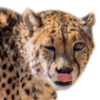 ✔️ cheetah, animal, wildlife, cat, predator whatsapp sticker