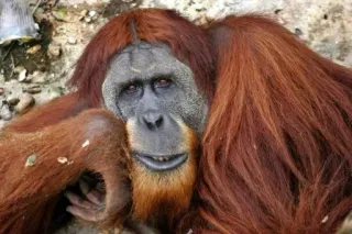 🥱 Orango, Scimmia, Animale, Fauna selvatica, Primate, Mammifero telegram sticker