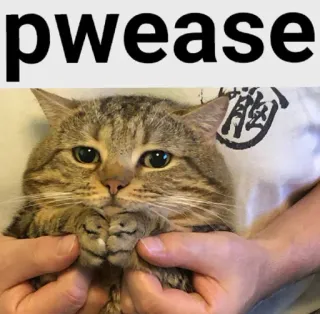 🥺 pwease cat, cute, pleading, pet, funny telegram sticker