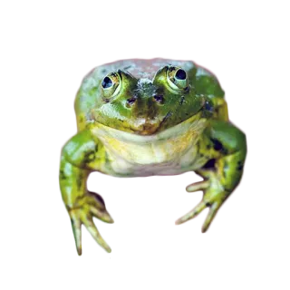 🐸 カエル, 動物, 緑, 自然, 両生類, 野生動物 telegram sticker