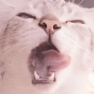 🐈 kot, zwierzę, język, zwierzę domowe, ssak, słodki telegram sticker