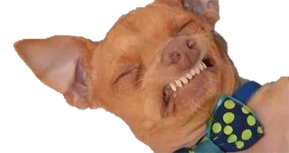 👽 Hund, Chihuahua, Tier, Haustier, Fliege, lustig telegram sticker