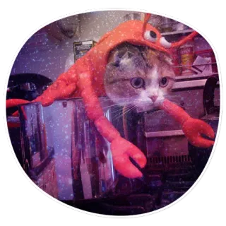 🦀 cat, lobster, animal, pet, costume, funny telegram sticker