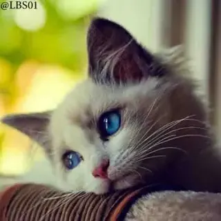 🙁 gato, gatito, mascota, animal, lindo, ojos azules, gato doméstico whatsapp sticker