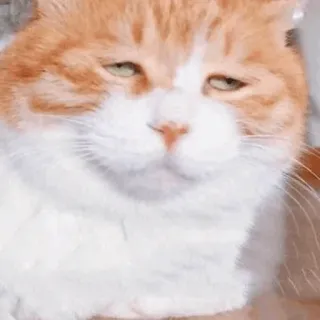 😿 cat, orange cat, pet, animal, cute telegram sticker