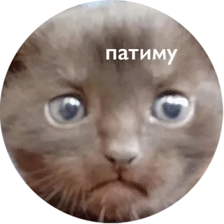 🙁 патиму kat, verdrietig, schattig, dier, meme whatsapp sticker