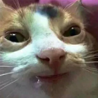 🤤 cat, animal, pet, cute, funny telegram sticker