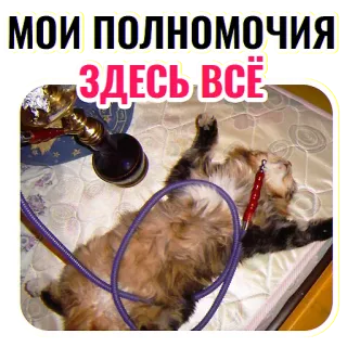 🤷‍♂️ МОИ ПОЛНОМОЧИЯ
ЗДЕСЬ ВСЁ gato, narguilé, droga, meme, engraçado, russo telegram sticker