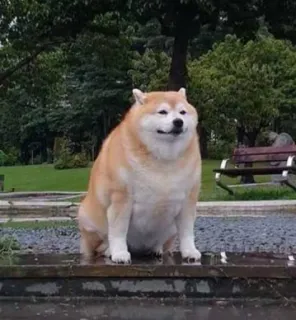shiba @fissandovi whatsapp stickers