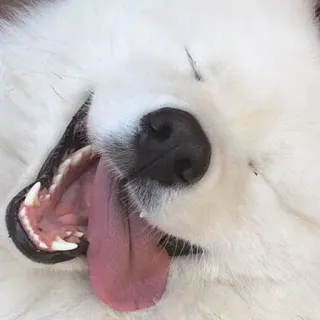 ❤️ Hund, Tier, Haustier, Samojede, flauschig, süß, Nahaufnahme telegram sticker