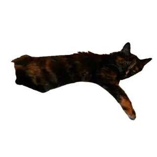 😴 kot, zwierzę, zwierzę domowe, kot szylkretowy, śpiący, zwierzę domowe telegram sticker