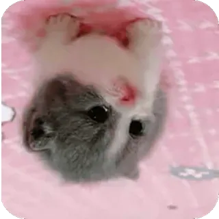🤩 小猫, 猫, 可爱, 宠物, 动物 whatsapp sticker