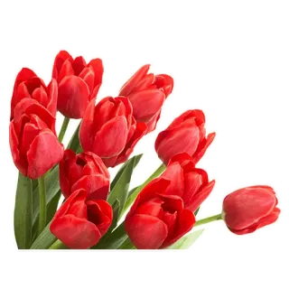 🥀 tulpen, blumen, rot, strauß, floral, frühling, natur telegram sticker