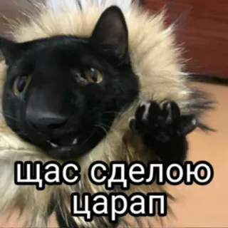 😡 щас сделаю царап 고양이, 밈, 러시아, 사자, 웃긴, 동물 telegram sticker