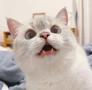 🧸 gatto, divertente, animale, animale domestico, carino, meme telegram sticker