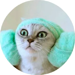 😣 chat, animal, serviette, yeux, mignon telegram sticker