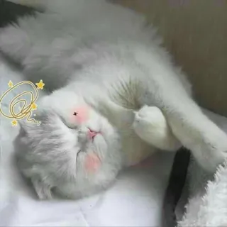 🐱 кот, спящий, милый, очаровательный, животное, питомец, ленивый telegram sticker