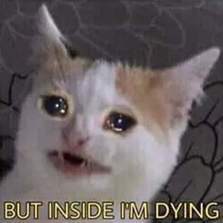 😭 BUT INSIDE I'M DYING kot, mem, smutny, emocjonalny, umierający telegram sticker