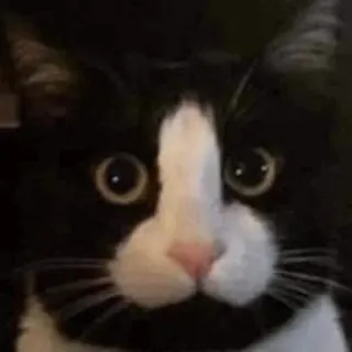 🍆 gato, gato esmoquin, mascota, animal, mamífero telegram sticker