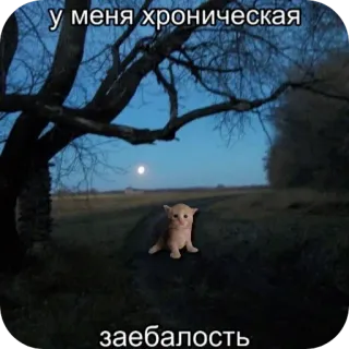 😢 у меня хроническая заебалость cat, night, meme, russian, chronic, fatigue, mood whatsapp sticker