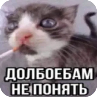 🐱 ДОЛБОЕБАМ НЕ ПОНЯТЬ 고양이, 웃긴, 불쾌한, 밈, 텍스트, 러시아어 telegram sticker