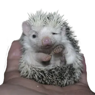 😒 hedgehog, animal, cute, pet, small, mammal telegram sticker