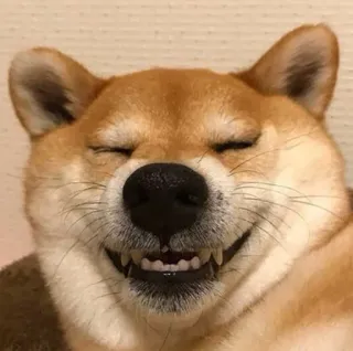 😄 Hund, Shiba Inu, Lächeln, glücklich, süß, Tier, Haustier telegram sticker
