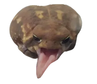 ❤️ rã, língua, animal, anfíbio, natureza, vida selvagem whatsapp sticker