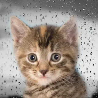 Больше стиков тут: @stikery4 telegram stickers
