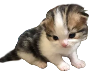 🐱 kitten, cat, animal, pet, cute, feline telegram sticker