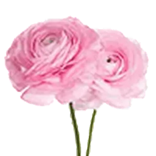 @maddemoiiselee 🪽🐈 :: @fStikBot telegram emojis 🌸