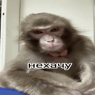 😡 нехачу whatsapp sticker